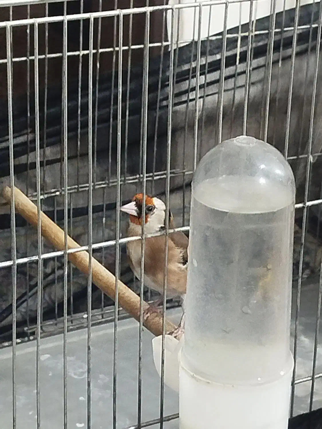 سهره|پرنده|سرپل ذهاب, |دیوار