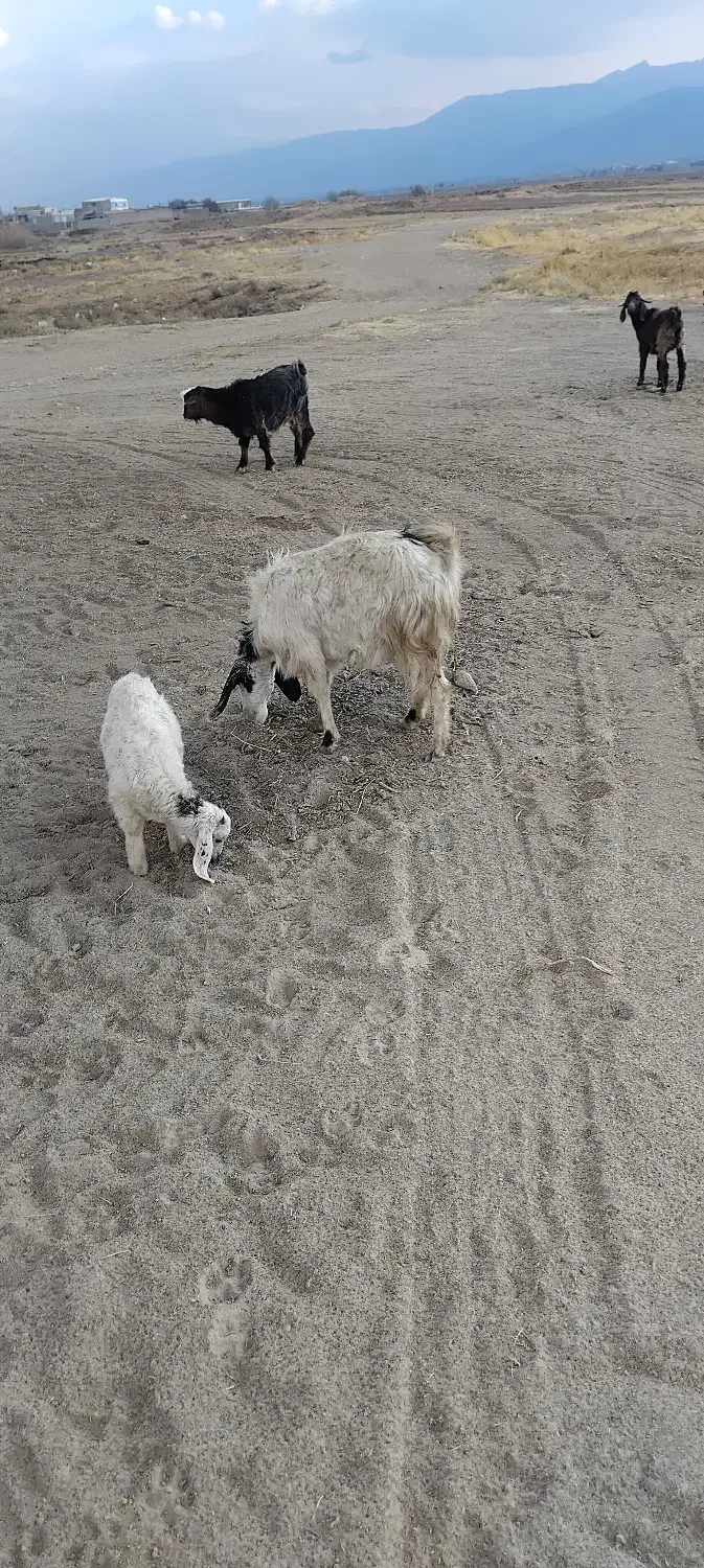 تیبز|حیوانات مزرعه|خزل, |دیوار