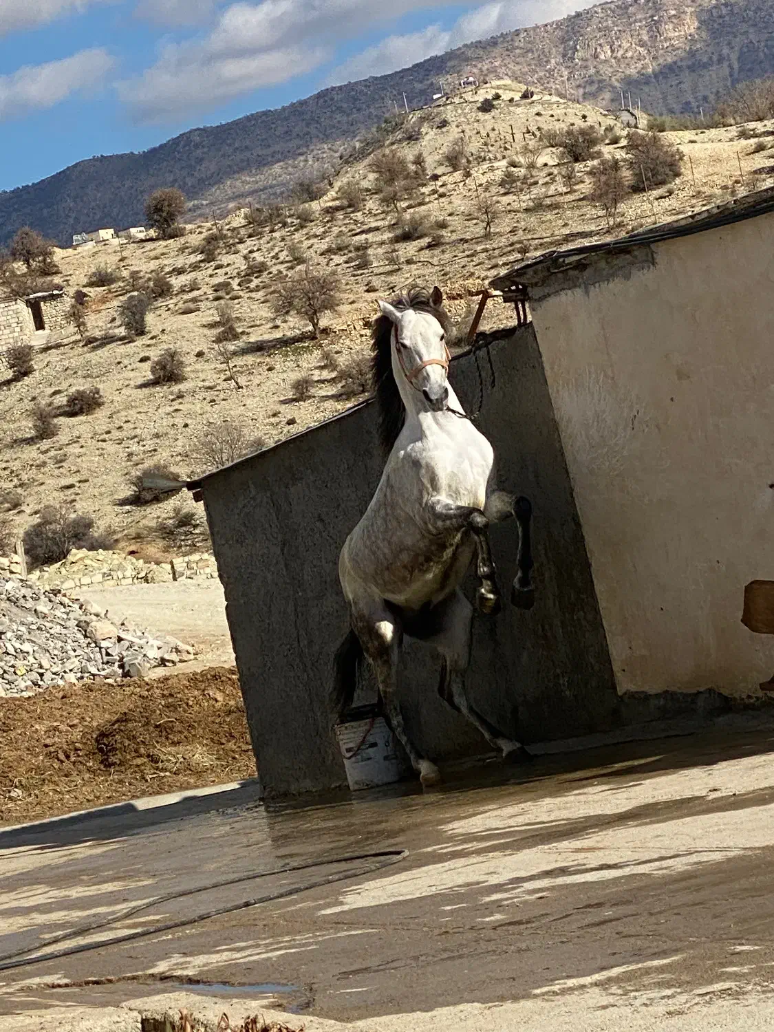 اسب کرد کورسی|اسب و تجهیزات اسبسواری|ایلام, |دیوار