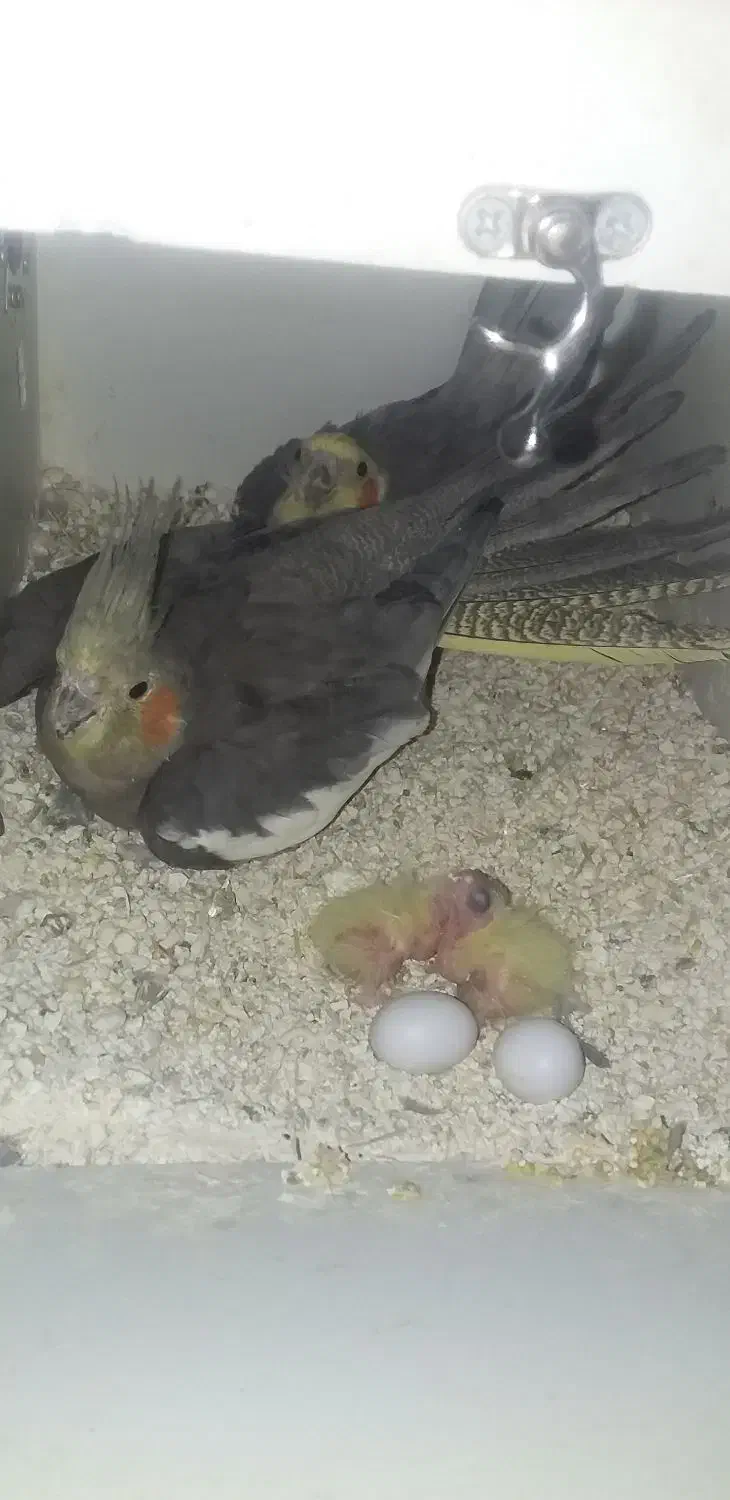 عروس هلندی|پرنده|زابل, |دیوار