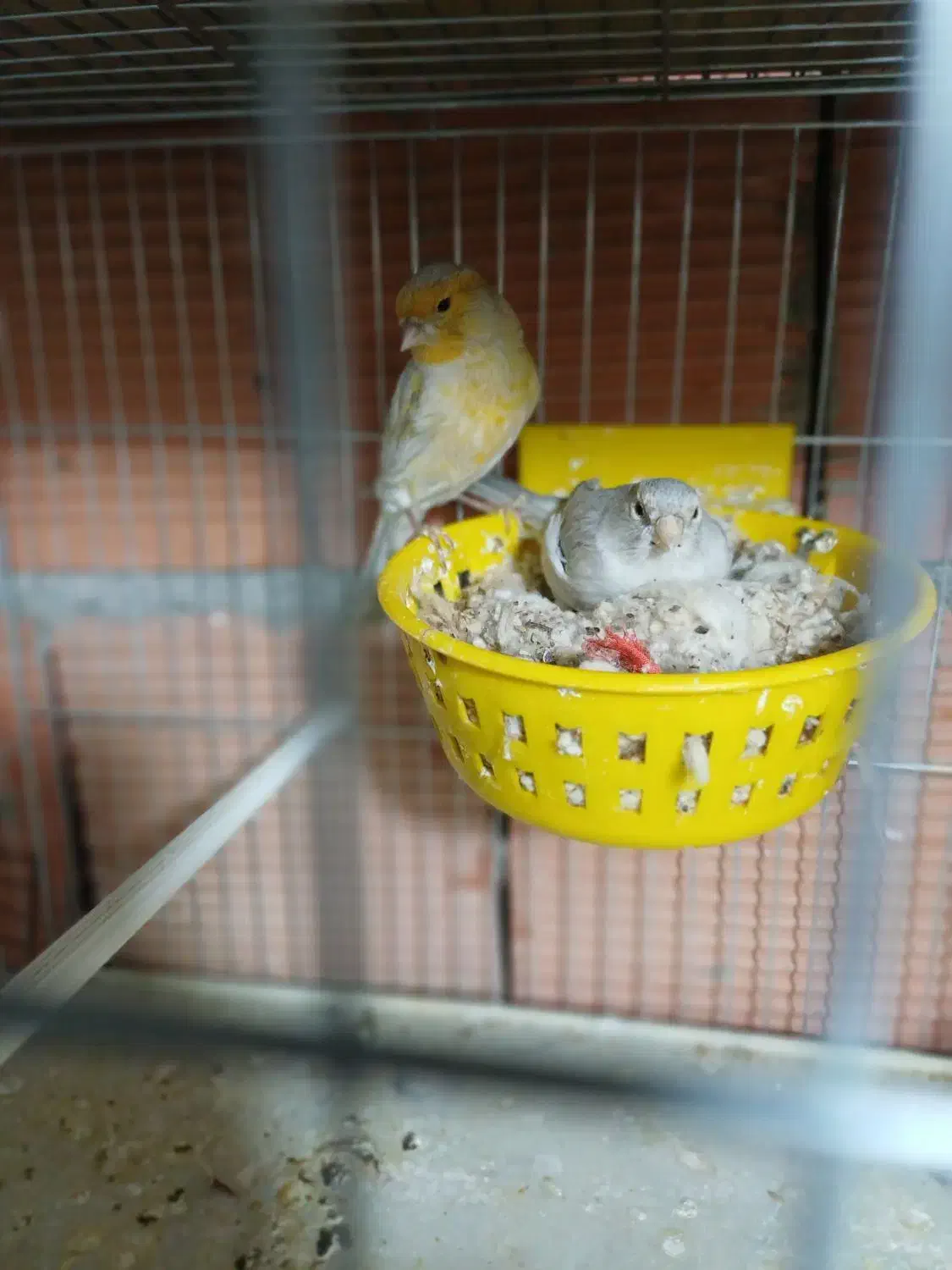 قناری مزایکی قرمز و سیلور و عروس هلندی|پرنده|اردبیل, |دیوار