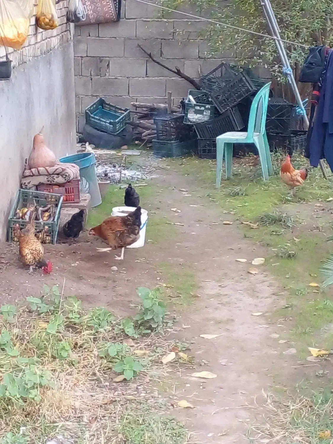 مرغ و خروس مینیاتوری|پرنده|لیسار, |دیوار