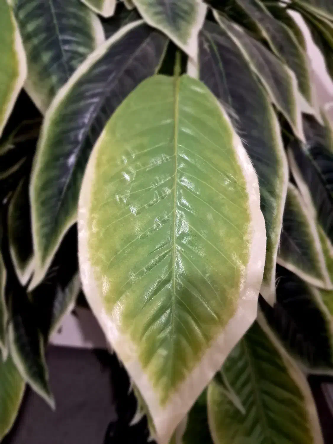 درختچه مصنوعی|گل مصنوعی|همدان, |دیوار