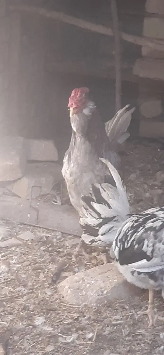 مرغ و خروس زینتی|حیوانات مزرعه|گلپایگان, |دیوار