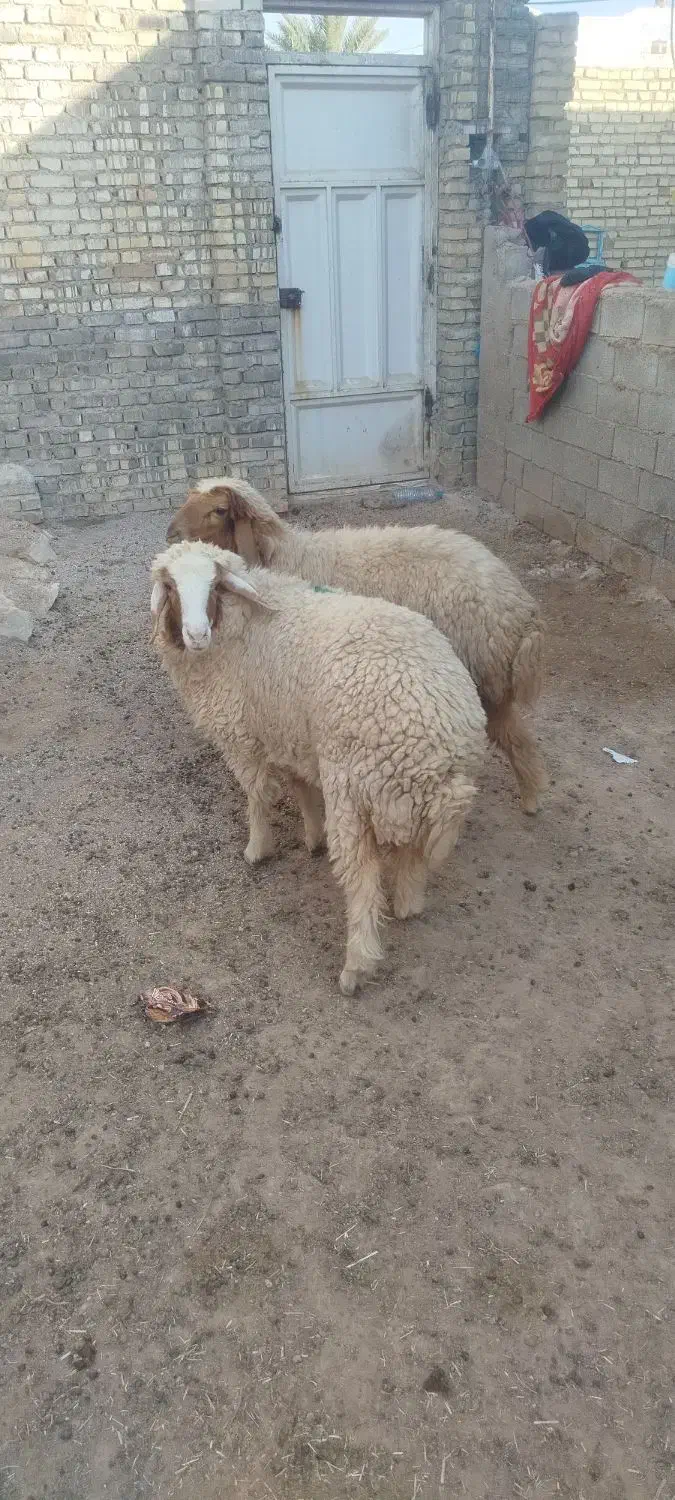 بره ماده|حیوانات مزرعه|اهواز, کمپلو جنوبی|دیوار