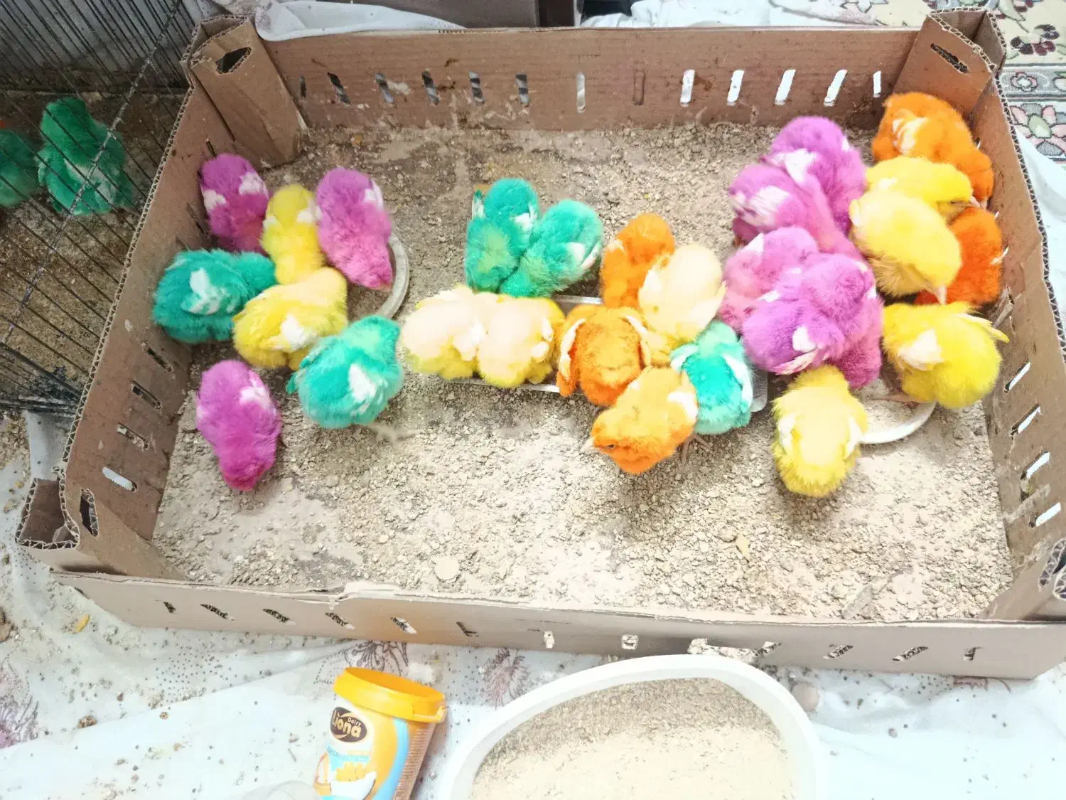 جوجه رنگی رسید یک هفتهای از مرگ و میر در اومده|حیوانات مزرعه|قم, شهرک مهدیه (مدرس)|دیوار