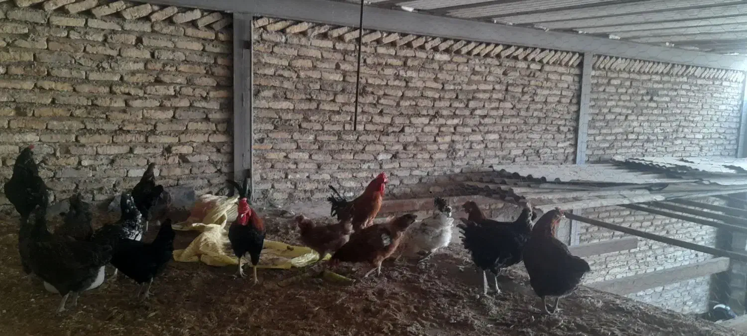 تخم مرغ نطفه دار گلین ریشو و خالدار|حیوانات مزرعه|تهران, شادآباد|دیوار