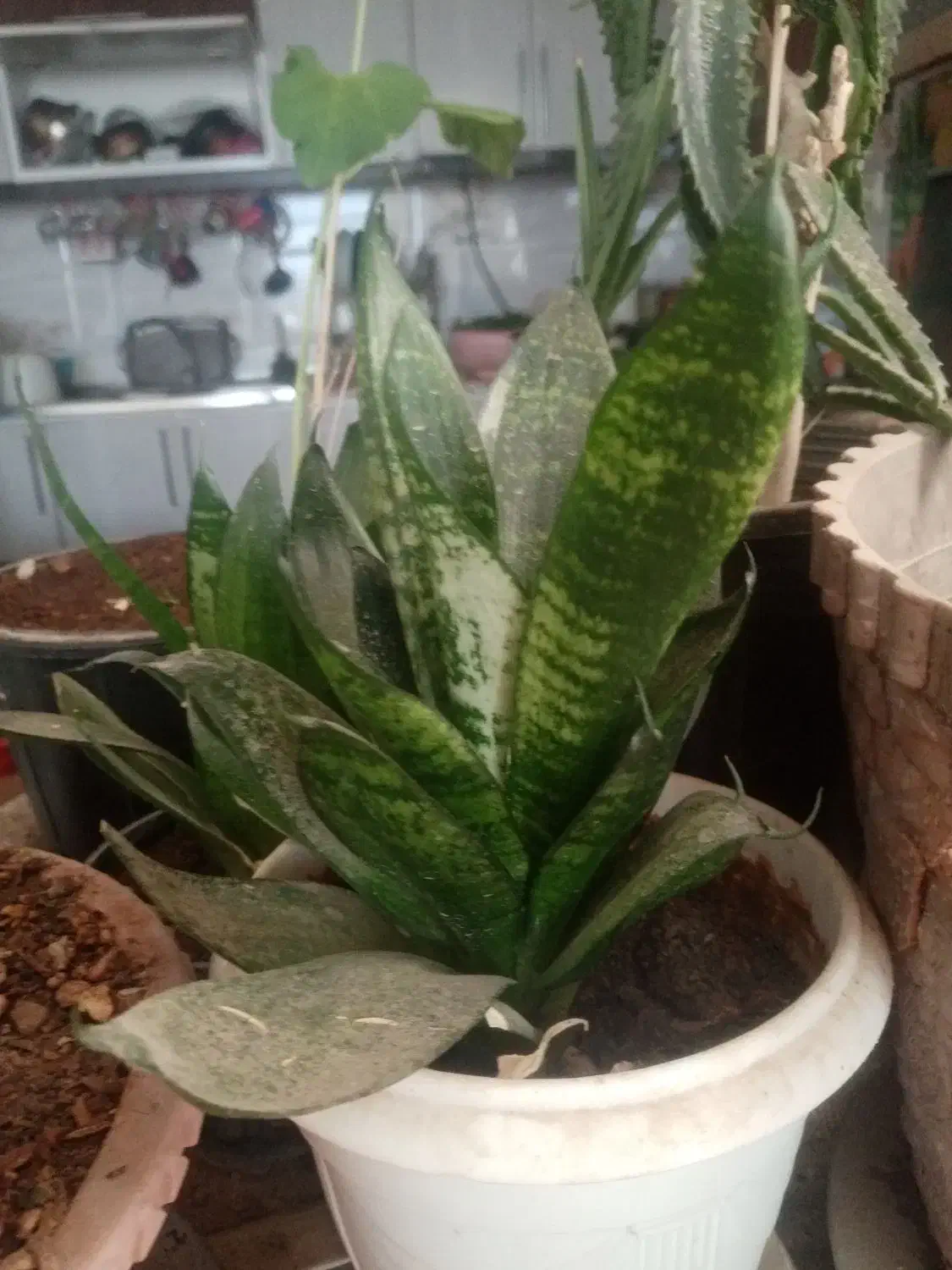 سلام این گلهابه فروش می‌رسد|گل و گیاه طبیعی|زبرخان, |دیوار