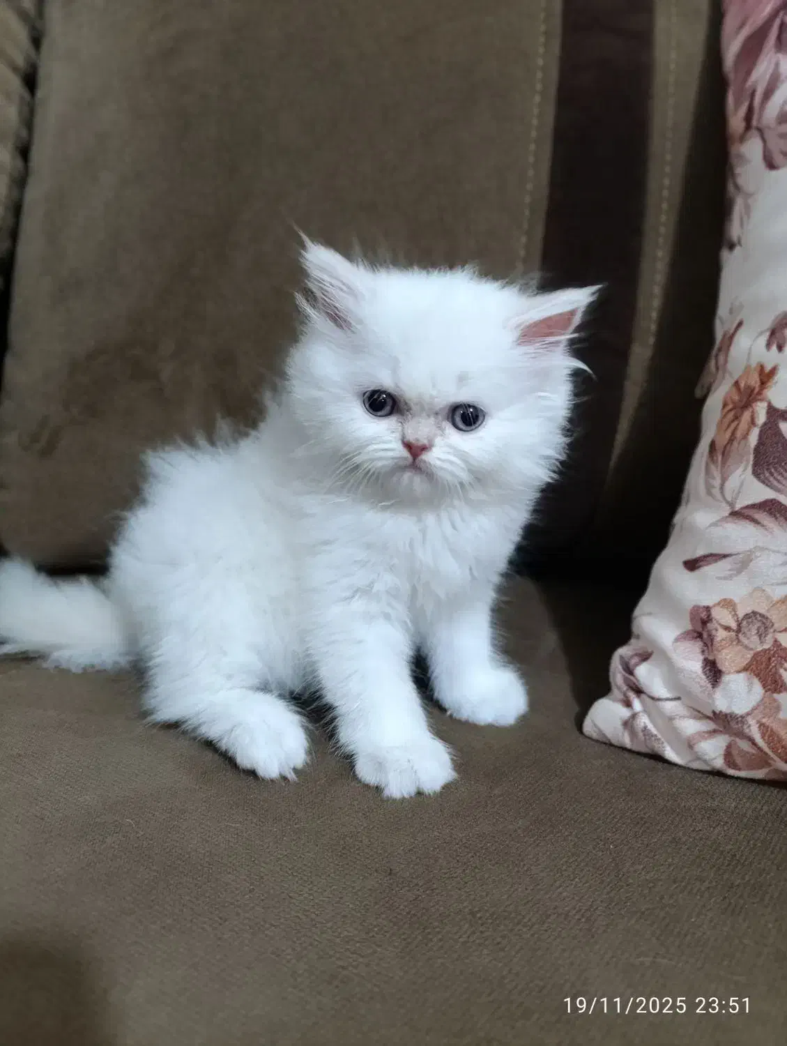 سرپرستی گربه پرشین عروسکی|گربه|ارومیه, |دیوار