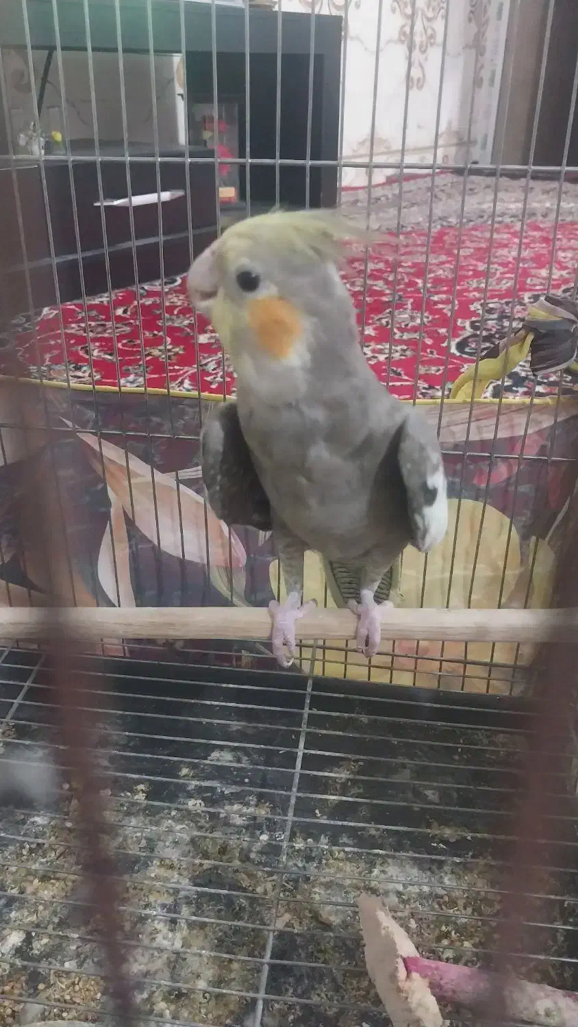 عروس هلندی نر|پرنده|هامون, |دیوار