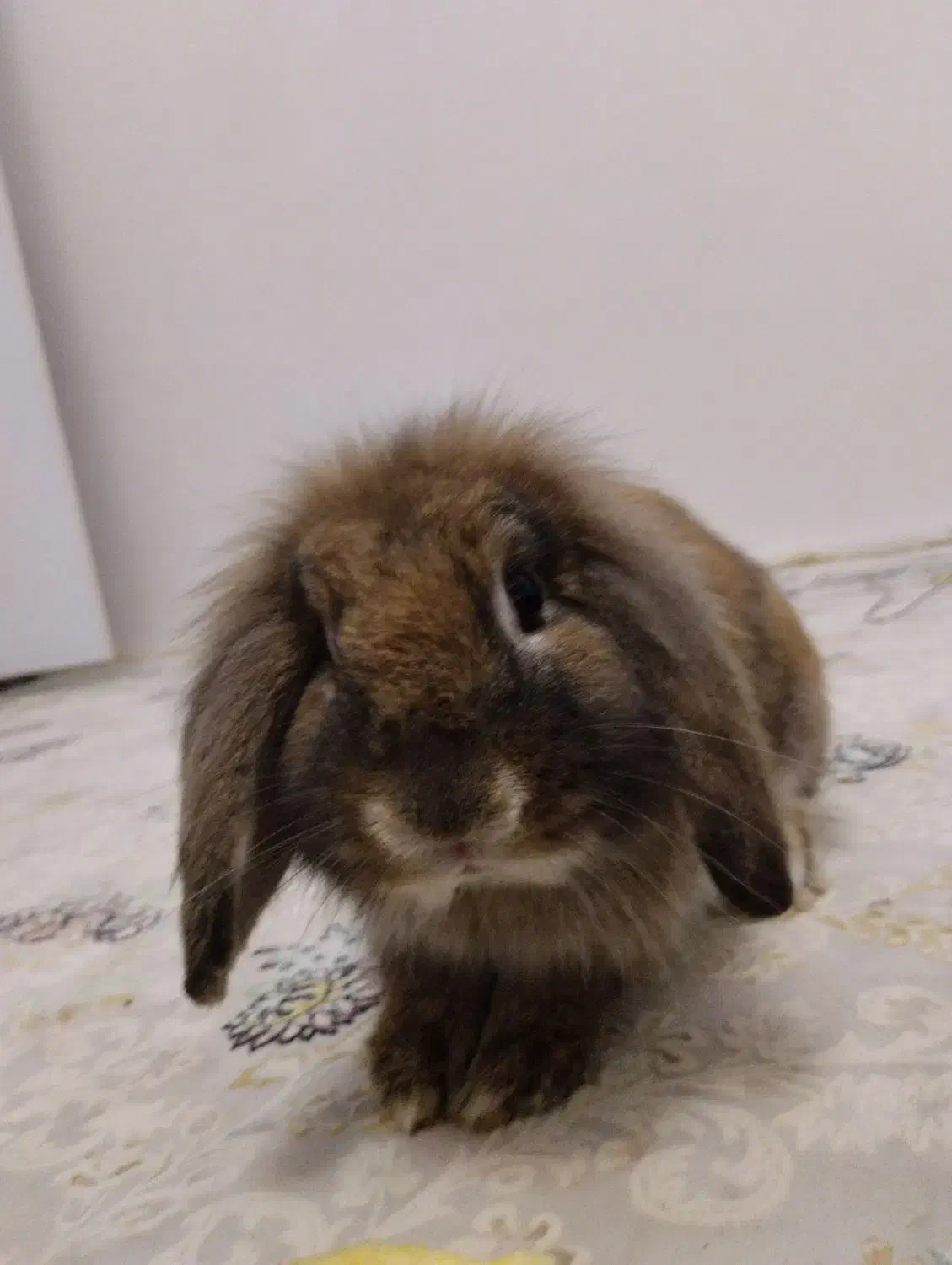 خرگوش فروش فوری|موش و خرگوش|مرزنآباد, |دیوار