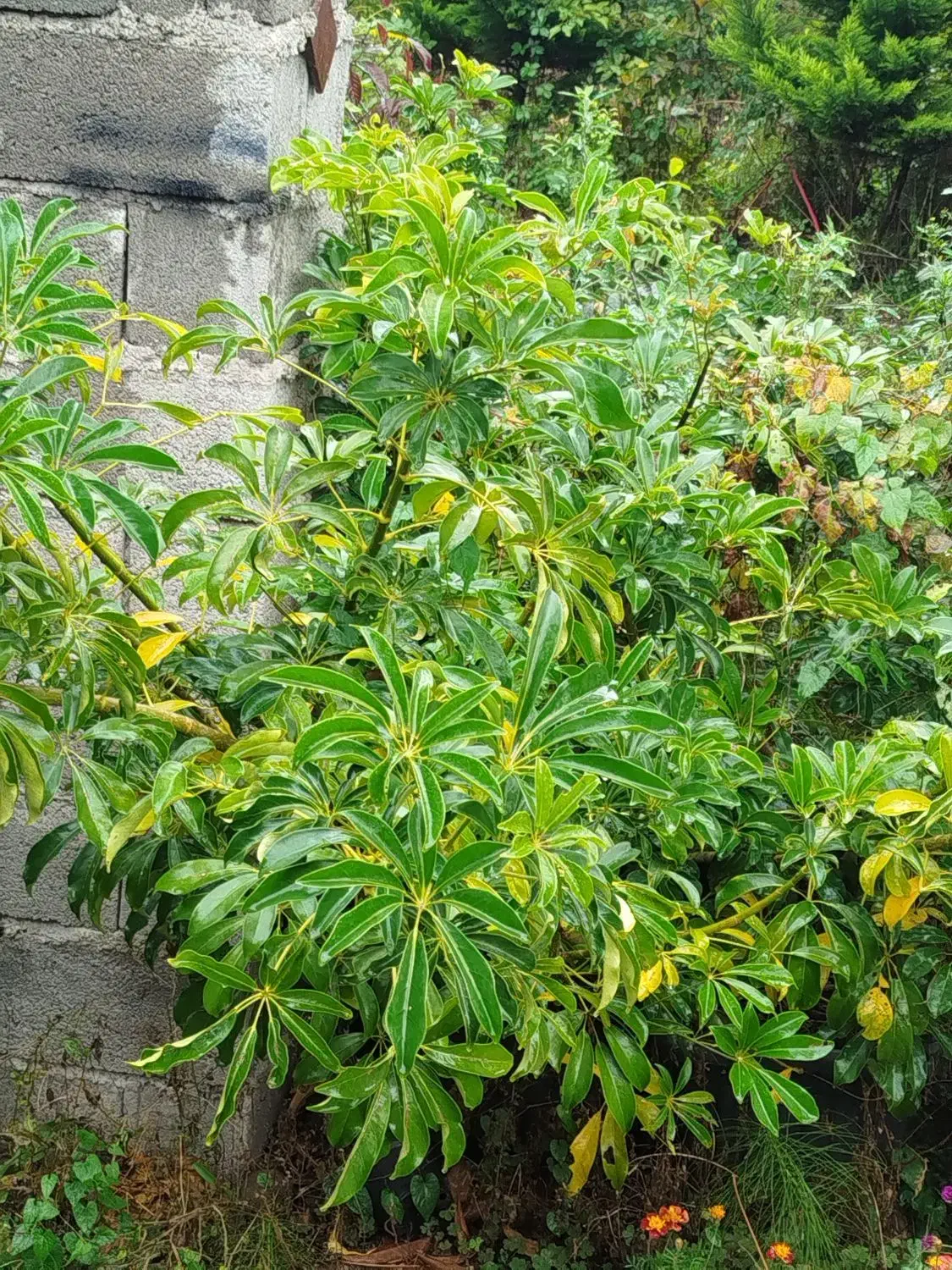 خریدار برگ سیکاس|خدمات باغبانی و درختکاری|تنکابن, |دیوار