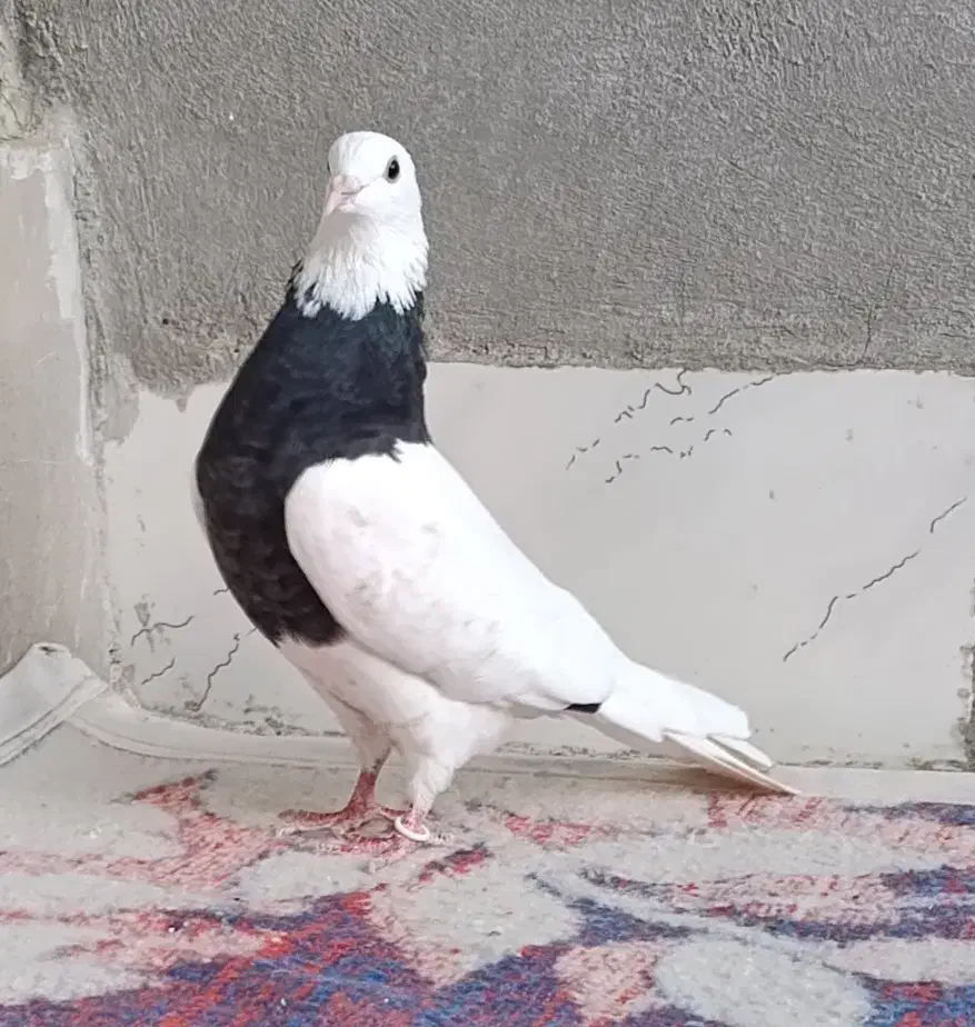 طوقی|پرنده|هرسین, |دیوار