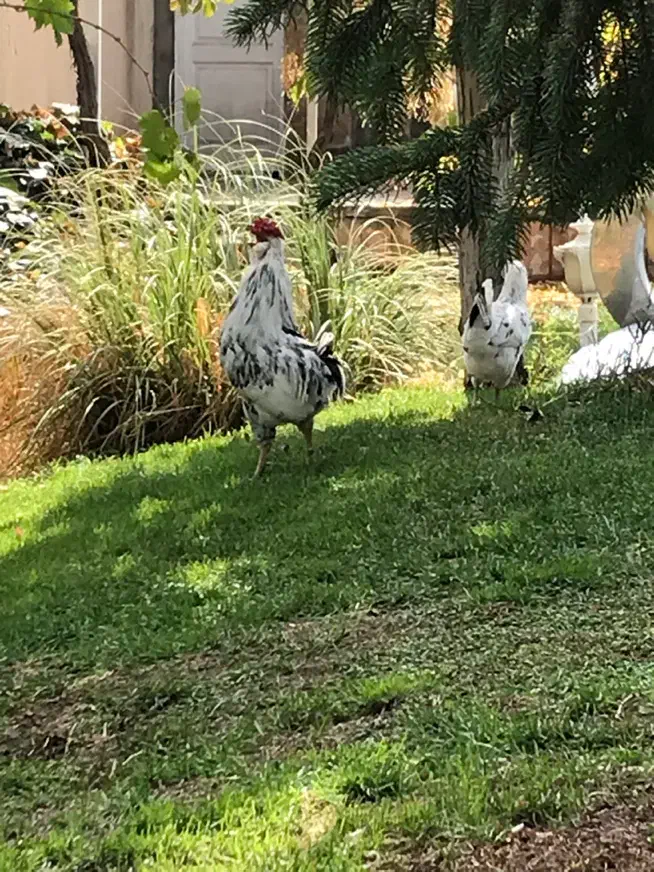 خروس کلین اصل|حیوانات مزرعه|هشتگرد, کوی بهروز|دیوار