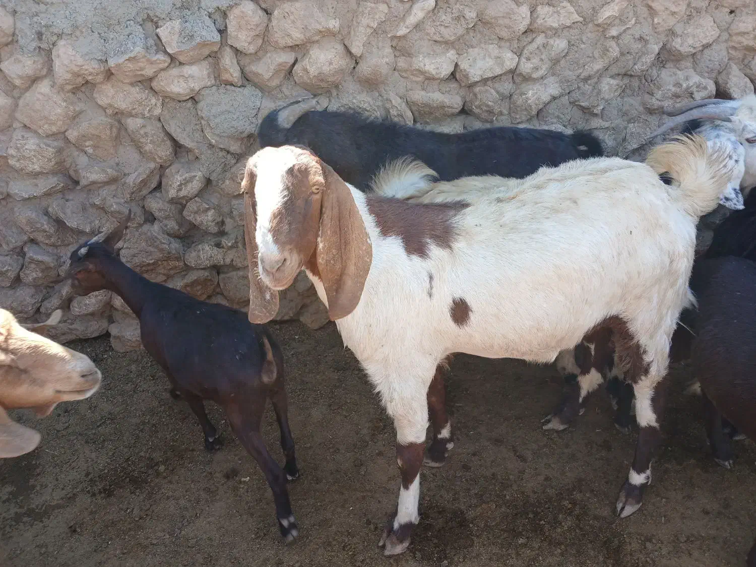 بزغاله نراخته شده|حیوانات مزرعه|شراء, |دیوار