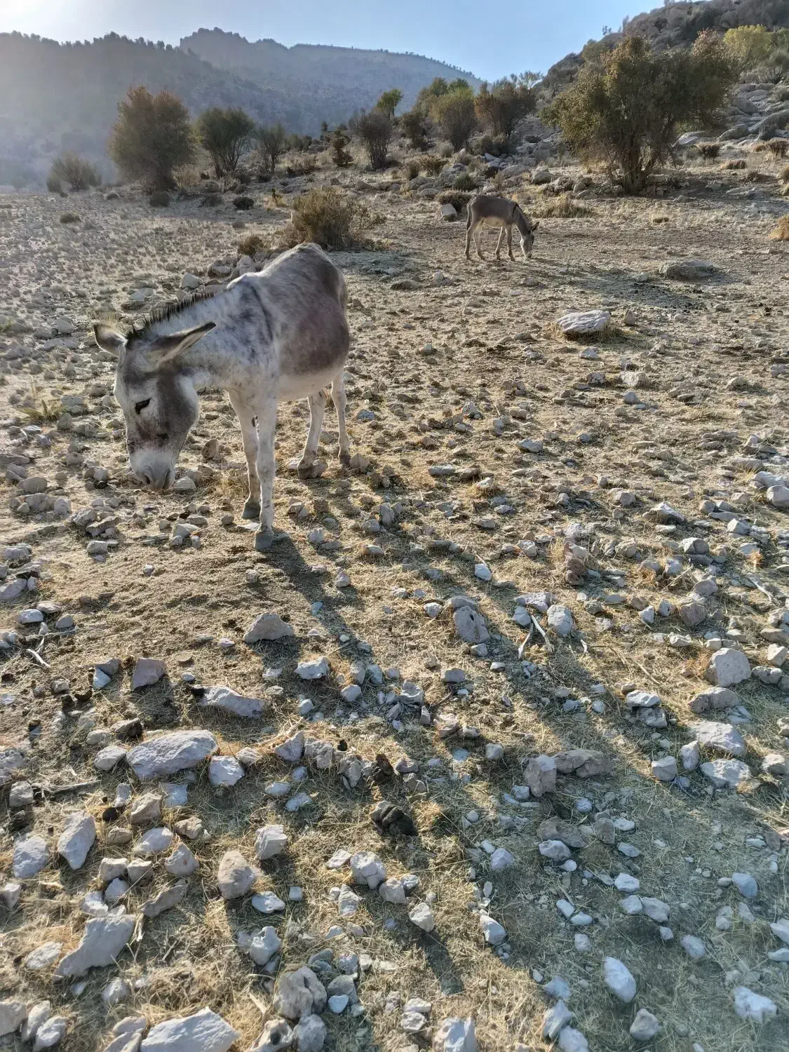 الاغ خر|حیوانات مزرعه|شیراز, کیان آباد|دیوار