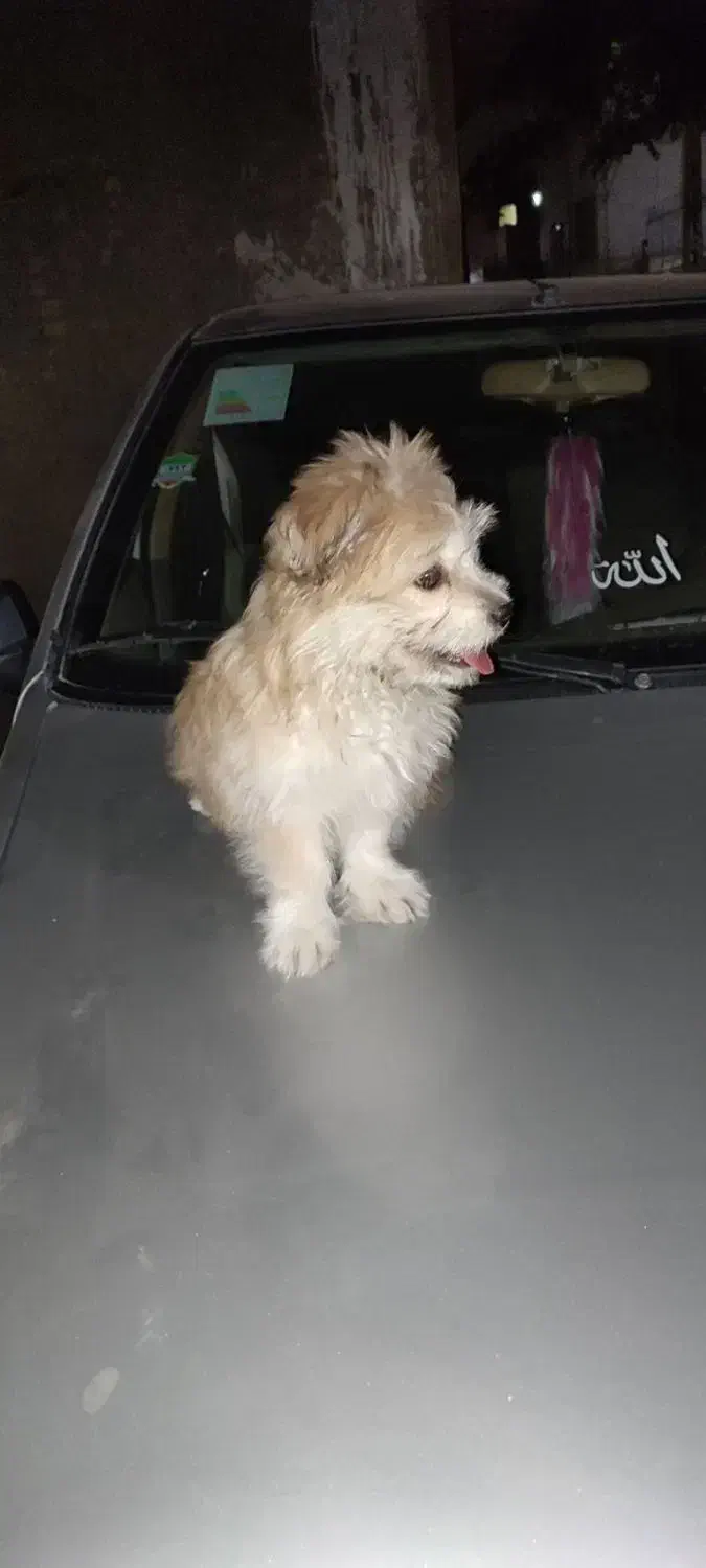 سگ شیتزو|سگ|پیر سلیمان, |دیوار