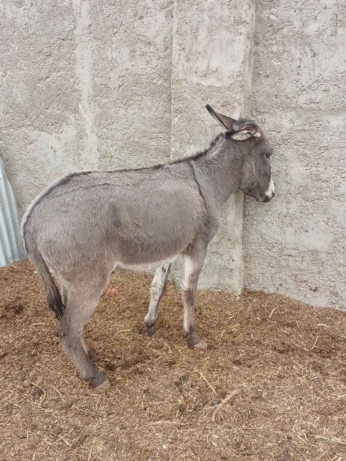 خرفروشی (دوعدد)سیزده ت.من مفت|حیوانات مزرعه|اصفهان, ارداجی|دیوار