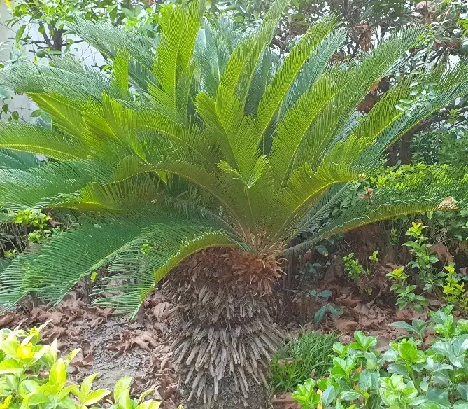 سیکاس|گل و گیاه طبیعی|رشت, گلسار|دیوار