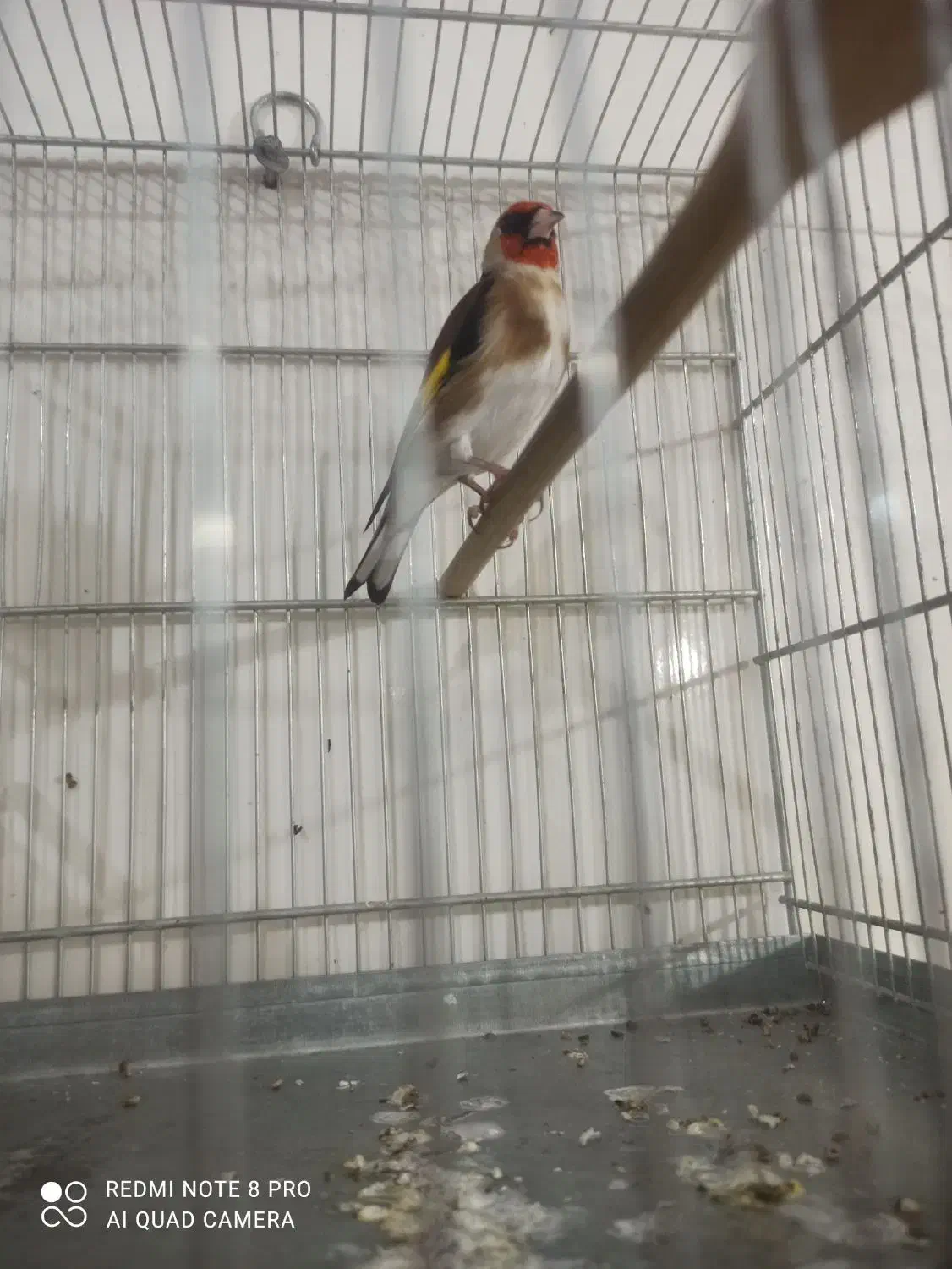 سهره چهار گل|پرنده|فشاپویه, |دیوار