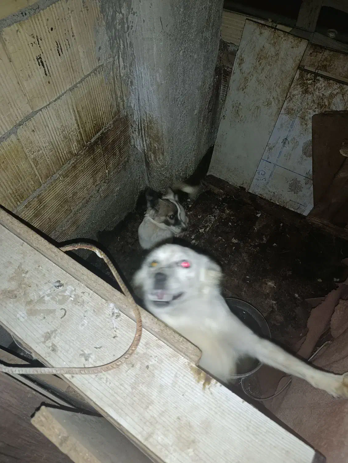 سگ پا کوتاه|سگ|مشهد, منزل آباد|دیوار