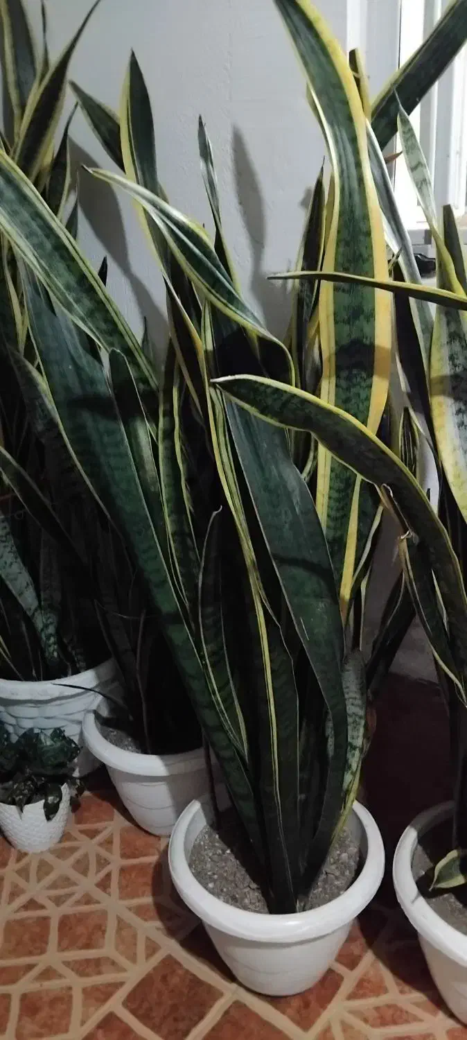 ۲۰۰|گل و گیاه طبیعی|تالش, هشتپر|دیوار