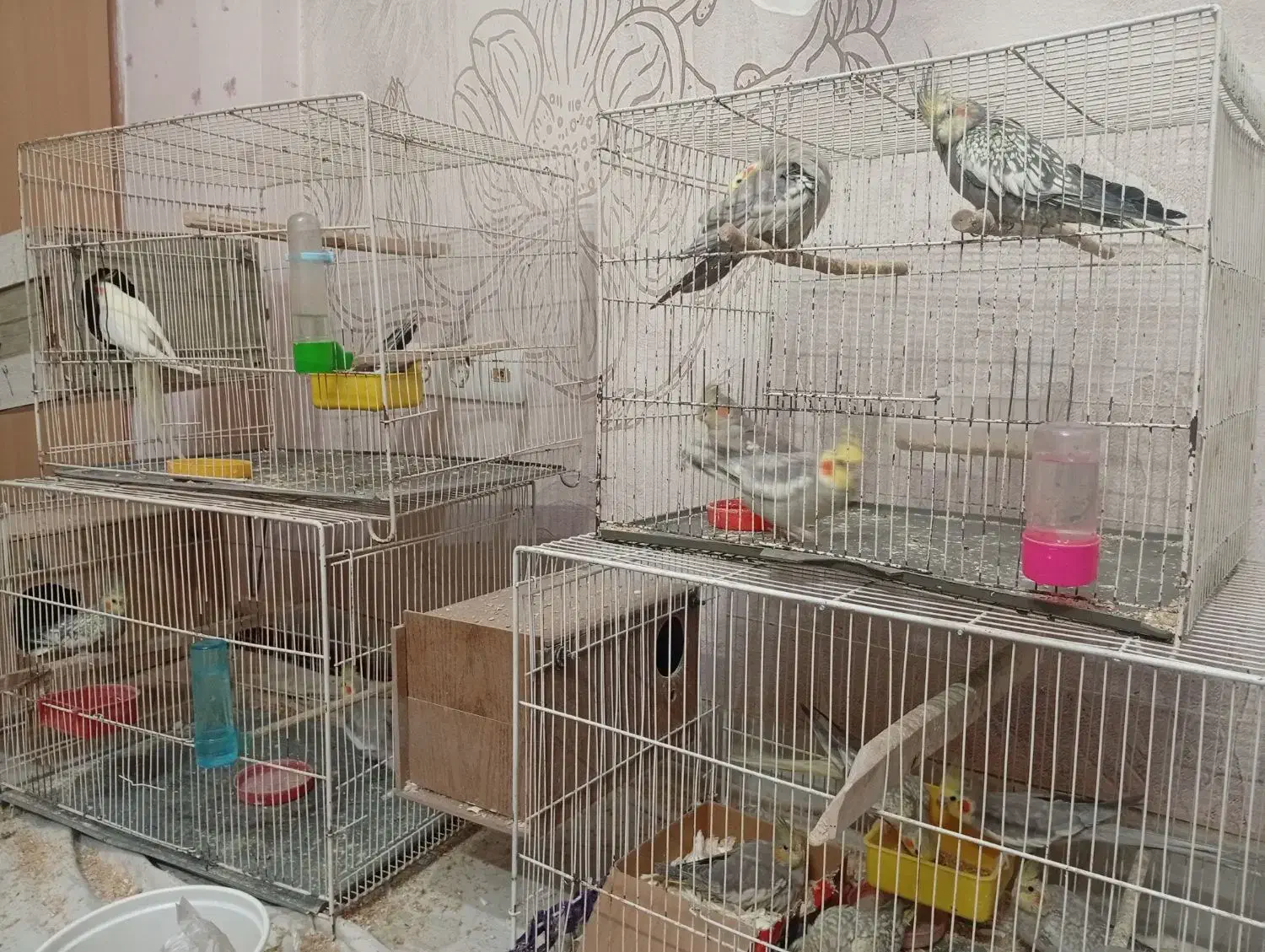 گمشده|اشیا|سبزوار, کوی بهار|دیوار