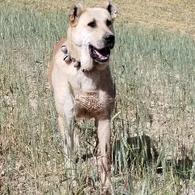 سگ خراسانی|سگ|شیروان (لرستان), |دیوار