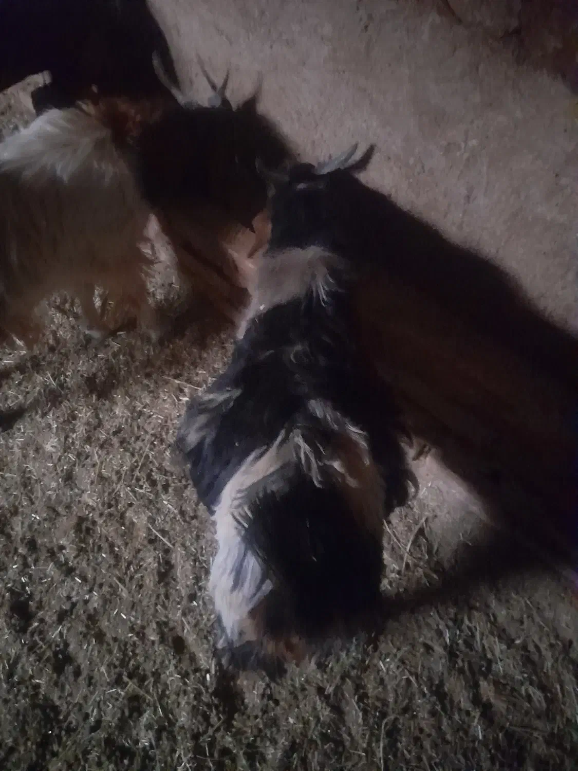 فروشی|حیوانات مزرعه|سرایان, |دیوار