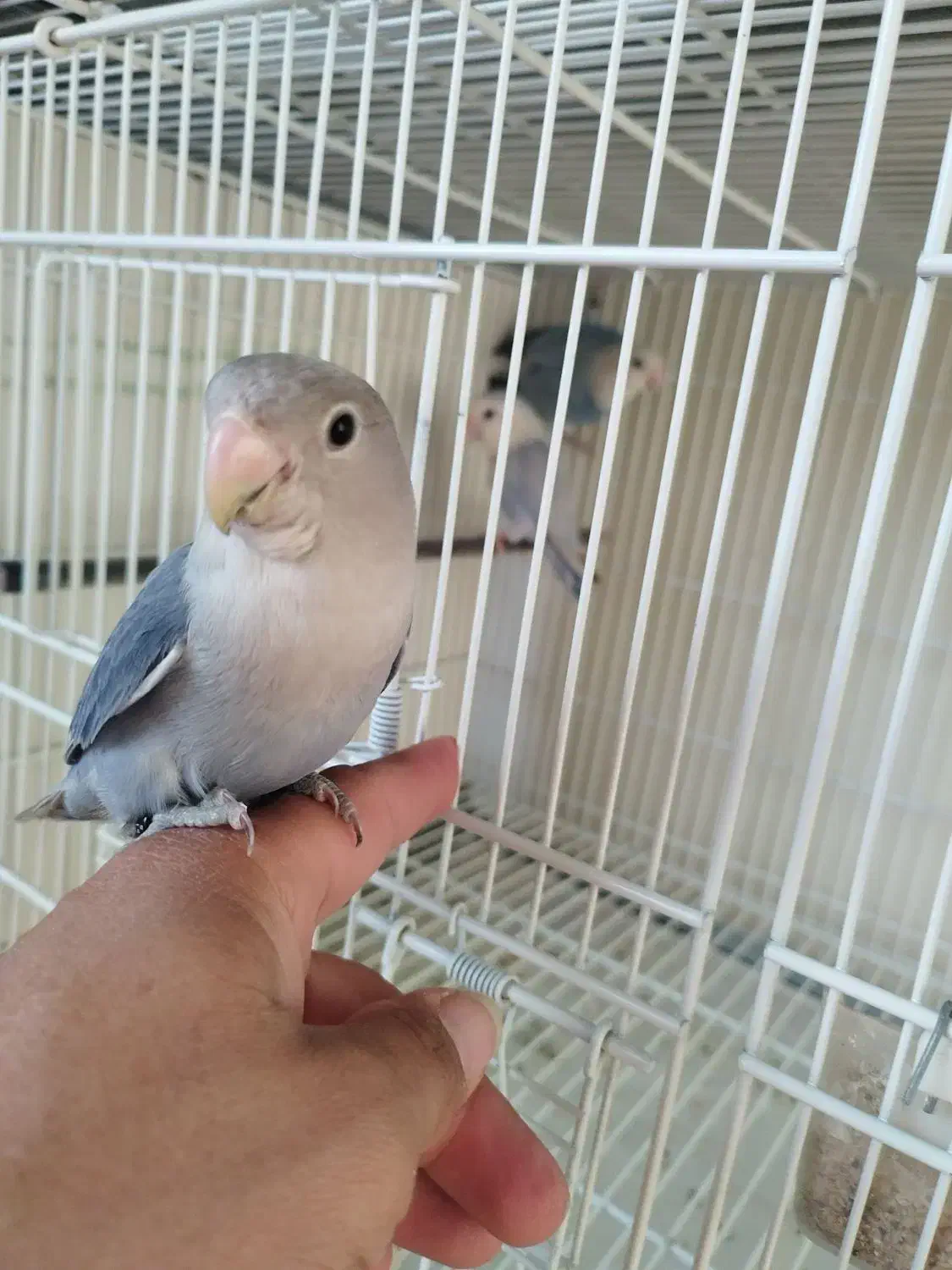 طوطی برزیلی دستی|پرنده|شهریار, شهریار|دیوار