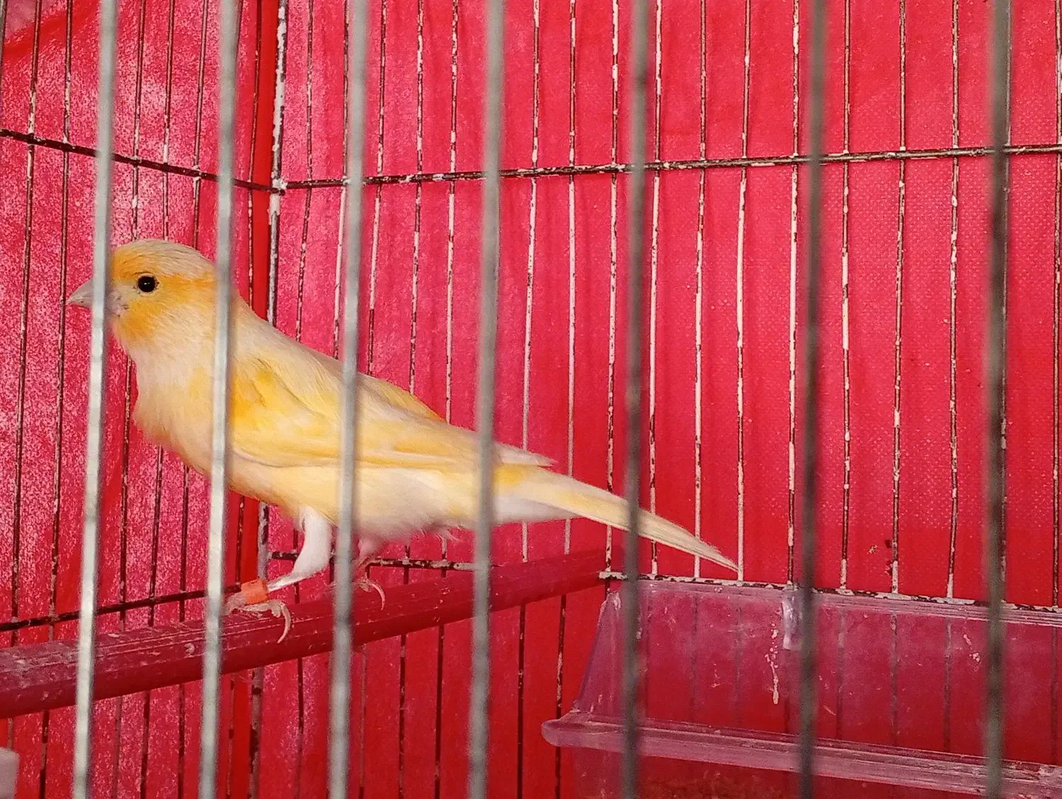 قناری نر|پرنده|خوی, |دیوار