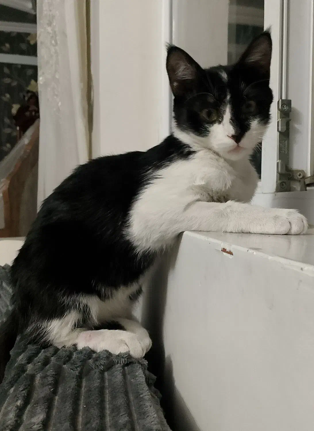 گربه گمشده|حیوانات|تبریز, |دیوار