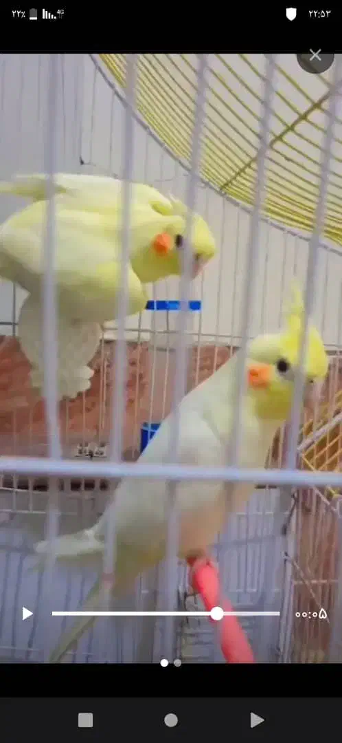 عروس هلندی|پرنده|مهرستان, |دیوار