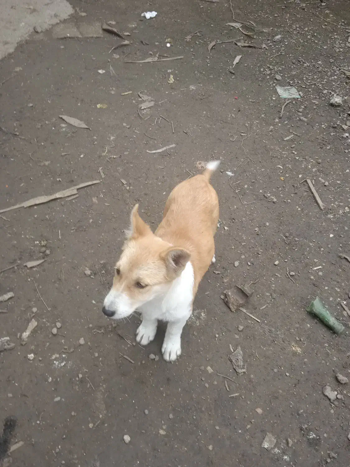 یه سگ پا کوتاه پیدا شده|حیوانات|مینودشت, |دیوار