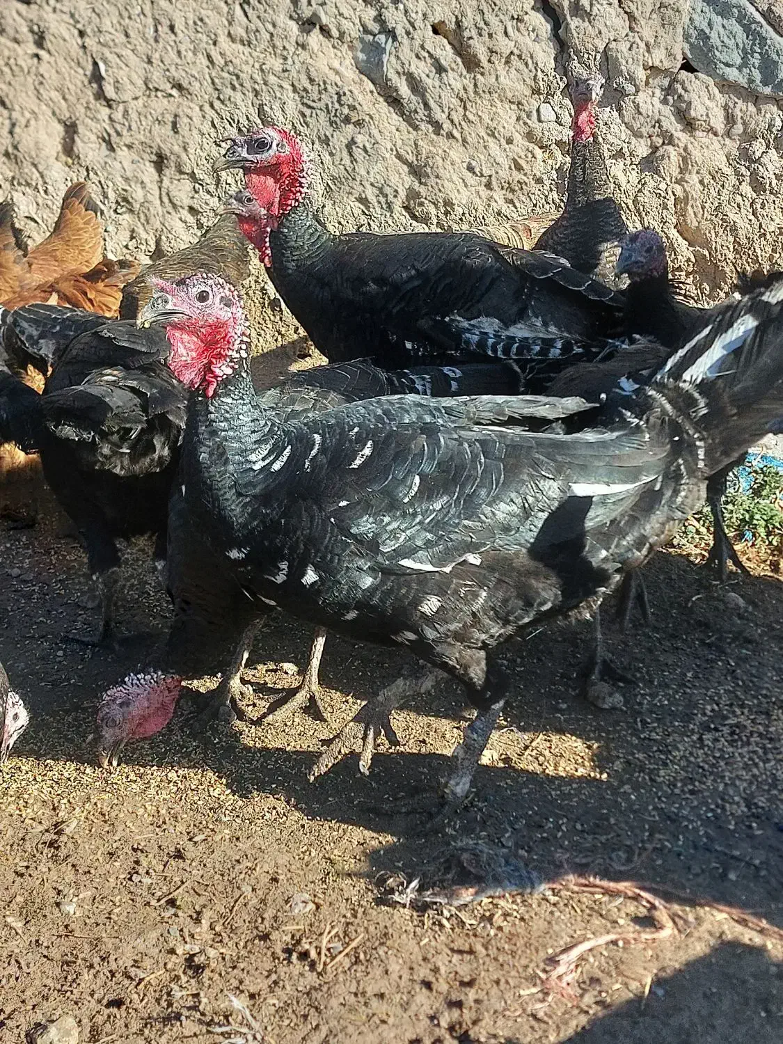 فروش. بوقلمون محلی و طبیعی|حیوانات مزرعه|قصابه, |دیوار