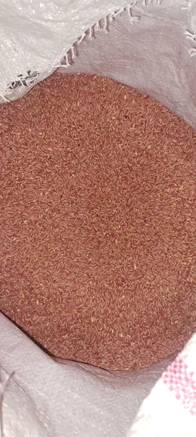 گندم بیرنگ|خوردنی و آشامیدنی|دشت ذهاب, |دیوار