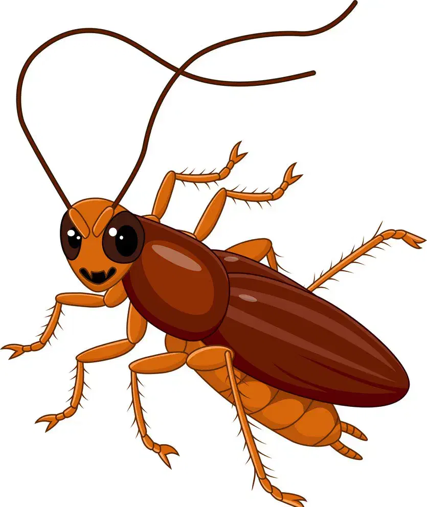 سم پاشی موش کنه سوسک ساس دریک مرحله سم پاشی|خدمات نظافت|نیشابور, قلعه نو|دیوار