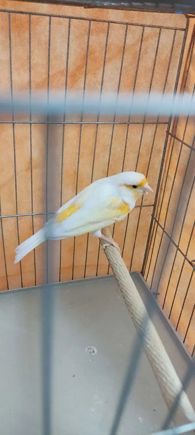 قناری نر|پرنده|پاکدشت, شهرک امام رضا|دیوار