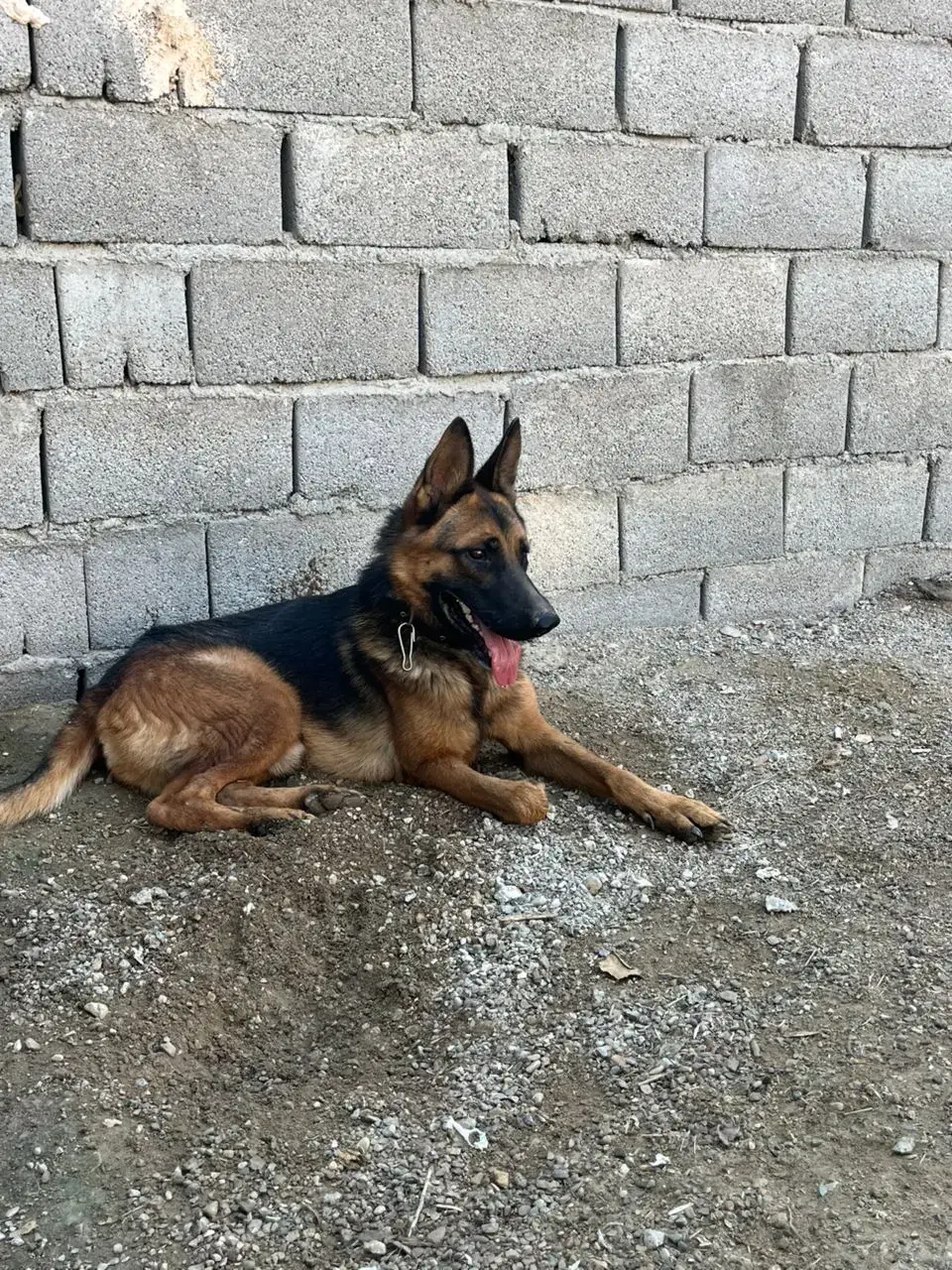 سگ ژرمن ورک|سگ|بندرعباس, |دیوار