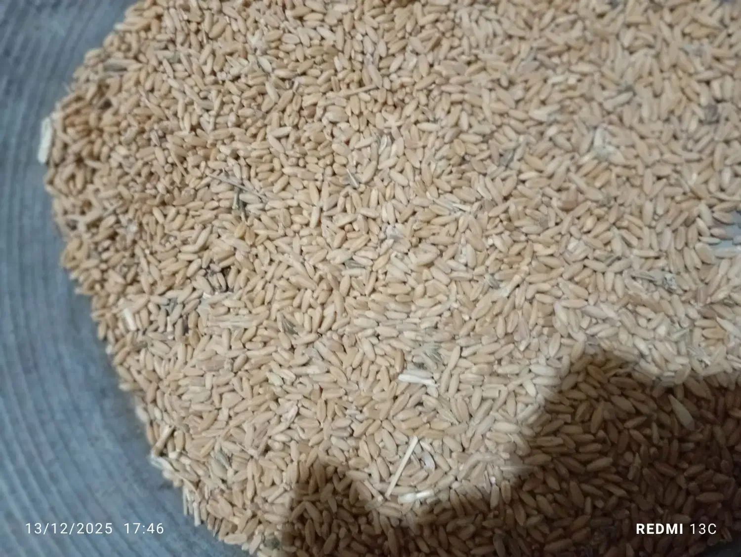 گندم دیم|خدمات باغبانی و درختکاری|شهرکرد, |دیوار