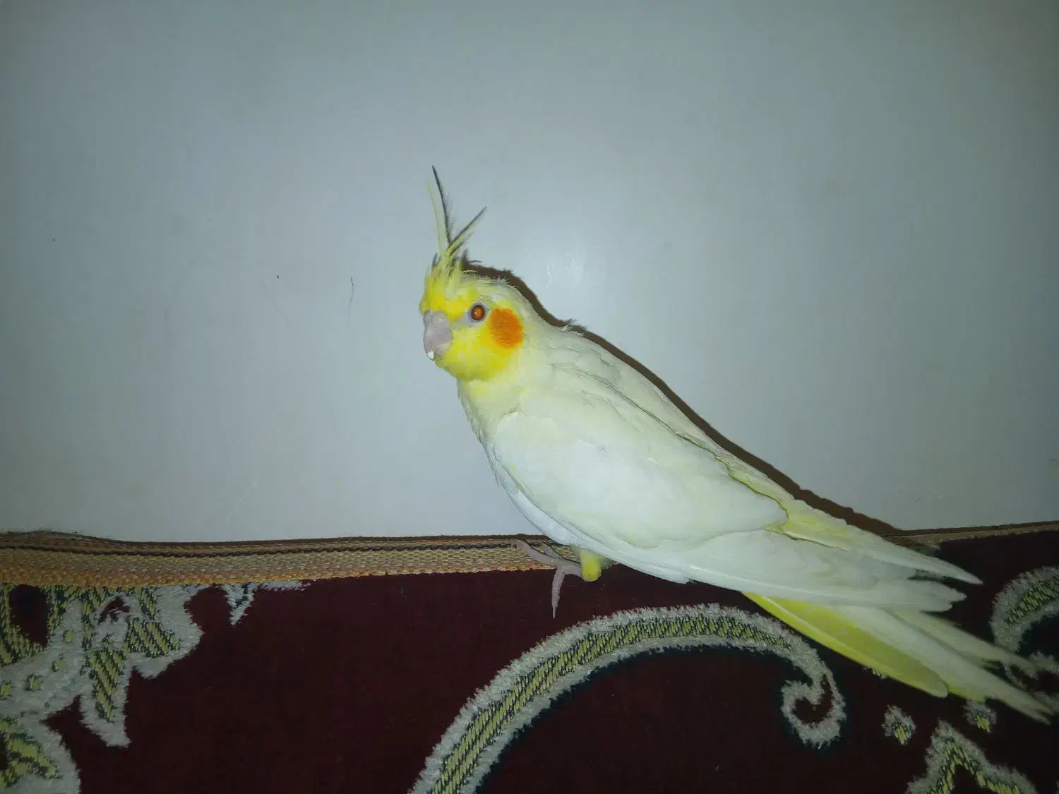 جوجه عروس هلندی نر ۲دوماهه با قفس دون خور شده|پرنده|کوهدشت, |دیوار