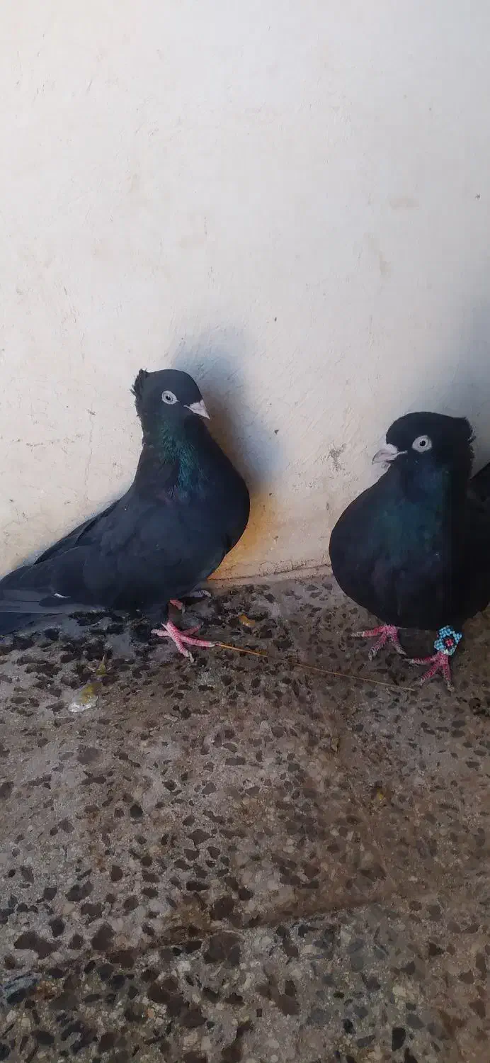 کبوتر|پرنده|بیستون, |دیوار