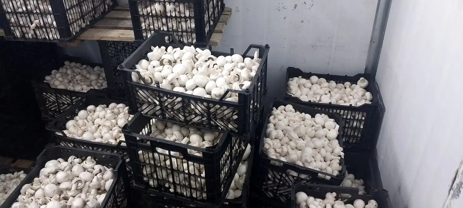 فروش قارچ به قیمت تولیدی|خوردنی و آشامیدنی|شوشتر, |دیوار