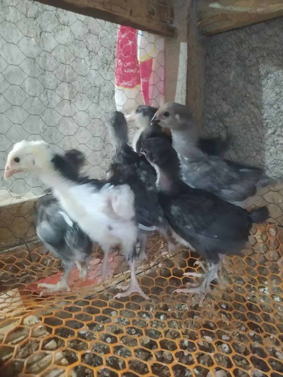 تخم مرغ نطفه دار گلین لری|حیوانات مزرعه|شهرضا, |دیوار