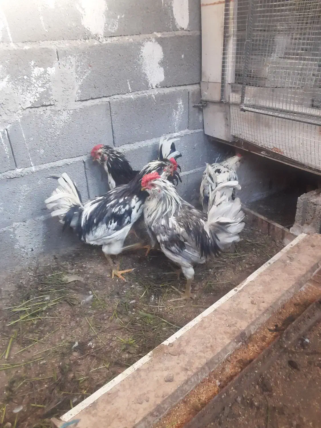 خروسمرغ فروشی گلین چهل تاج ریشو پردیس جاجرود|حیوانات مزرعه|جاجرود, |دیوار