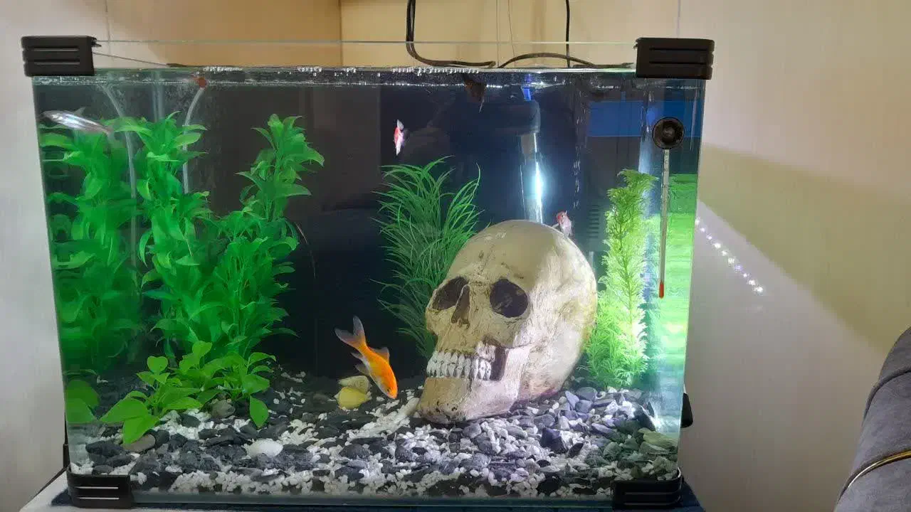 آکواریوم شیشه خم|ماهی|قم, جمکران|دیوار