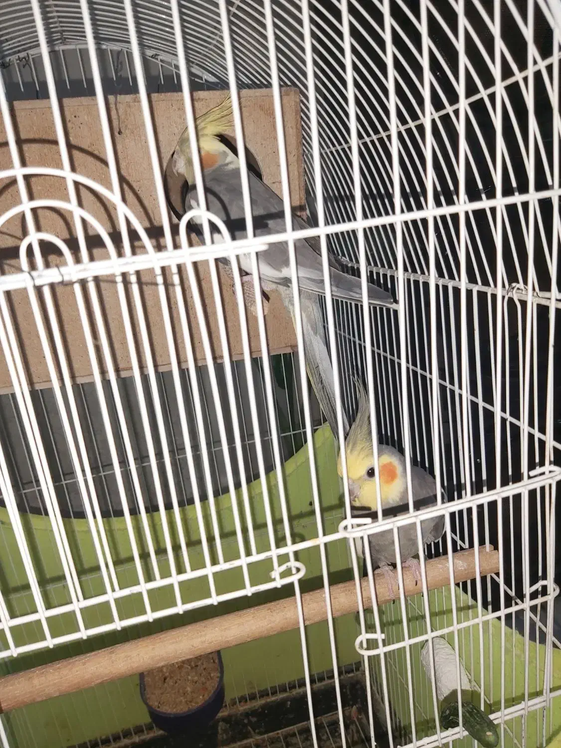 جفت مولد|پرنده|کرج, حصارک بالا|دیوار