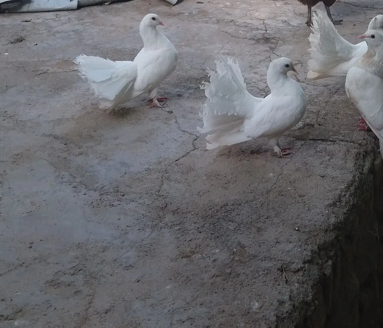 کبوتر دم چتری|پرنده|لردگان, |دیوار