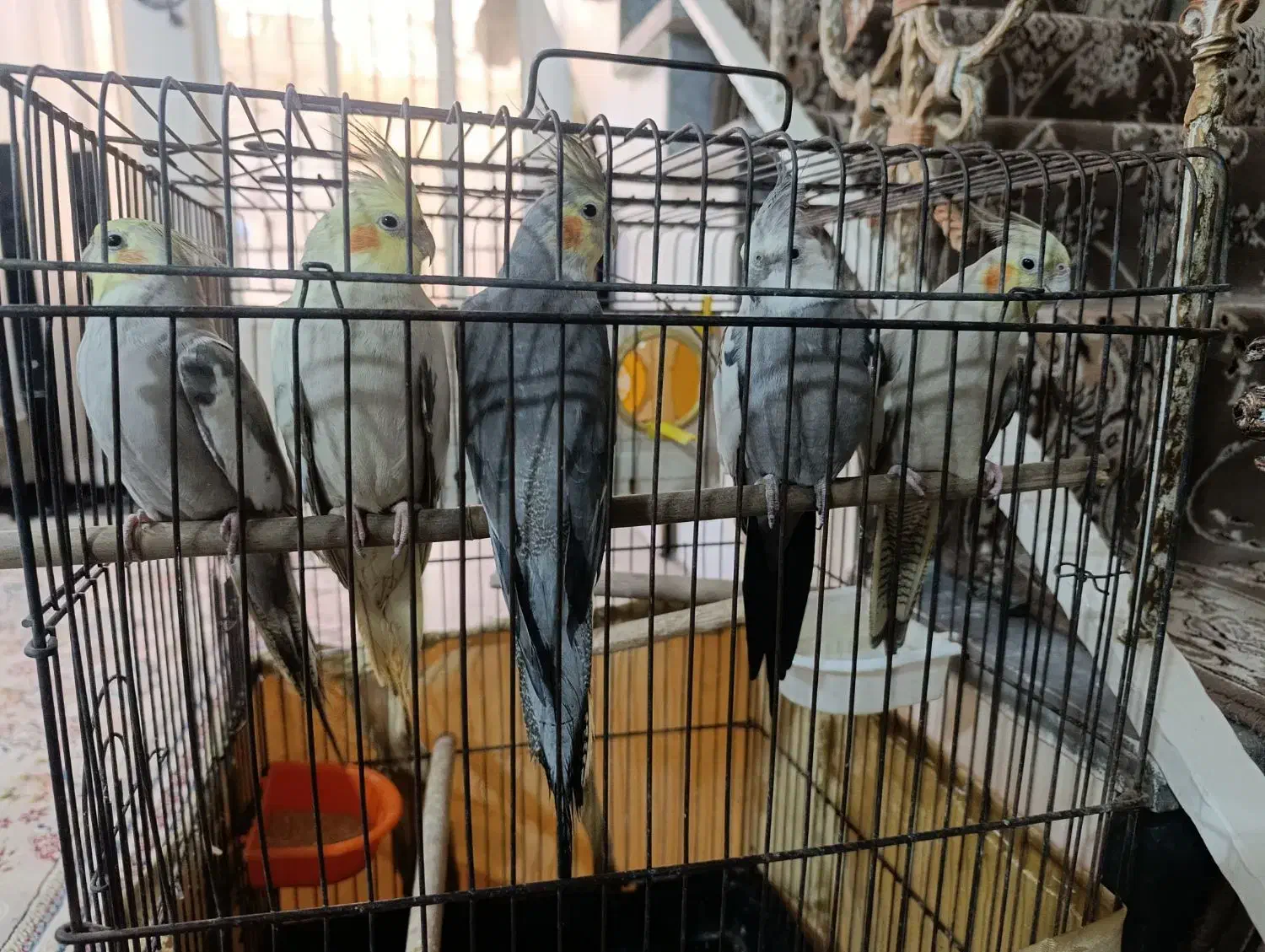 ۳عددعروس هلندی ۵ماهشونه|پرنده|قرچک, زیبا شهر|دیوار