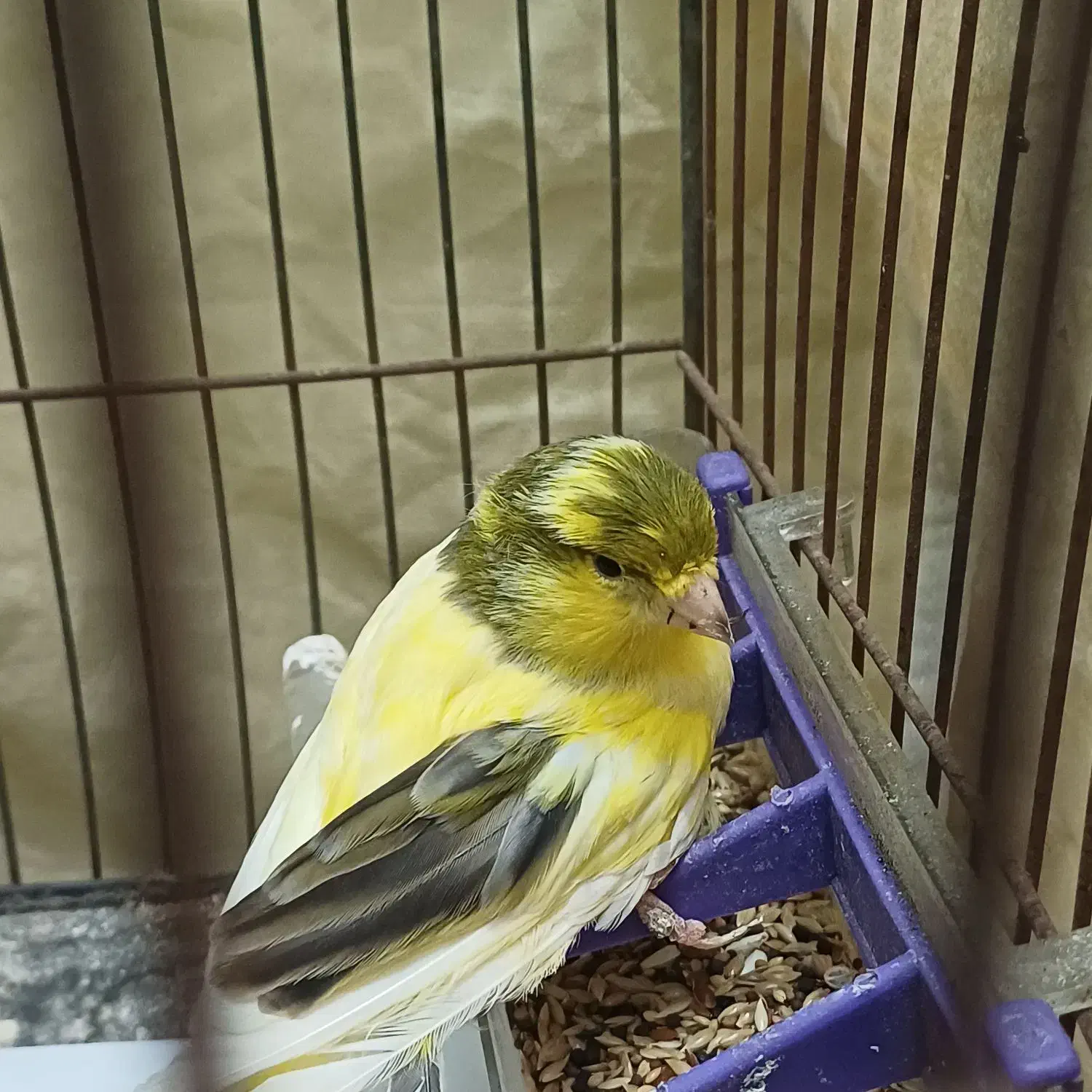 قناری نر  با قفس مفت|پرنده|شاهین‌شهر, گزبرخوار|دیوار